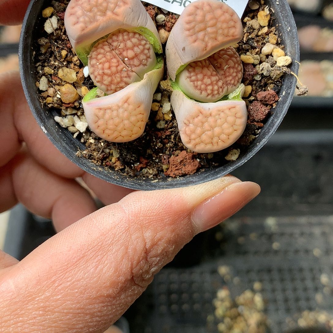 G221多肉植物保护研究所