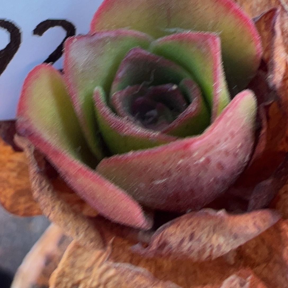 春****了陈陈923莲忆侧芽