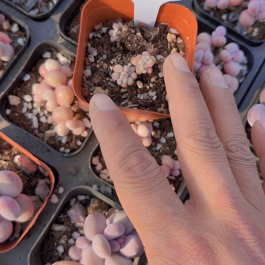 ?**绪D439萤火虫一物一拍