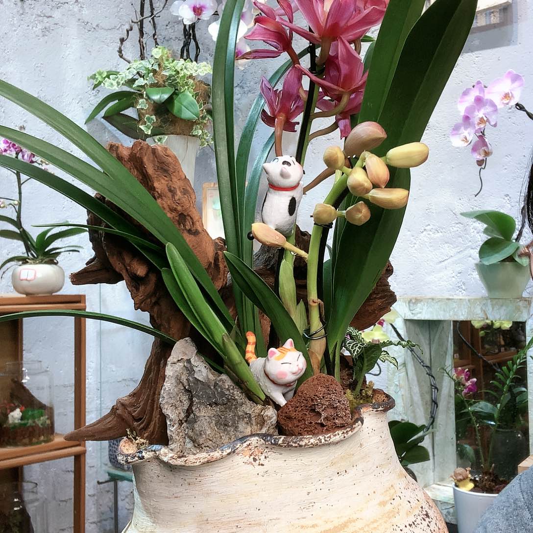 完全开放蝴蝶兰一物一拍