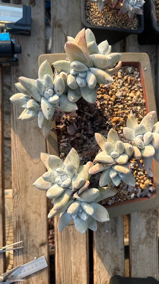 野生十头红拇指仙女杯