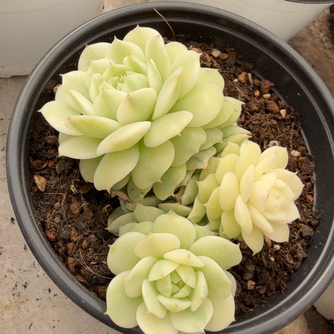 敬业锦的锦腹轮锦