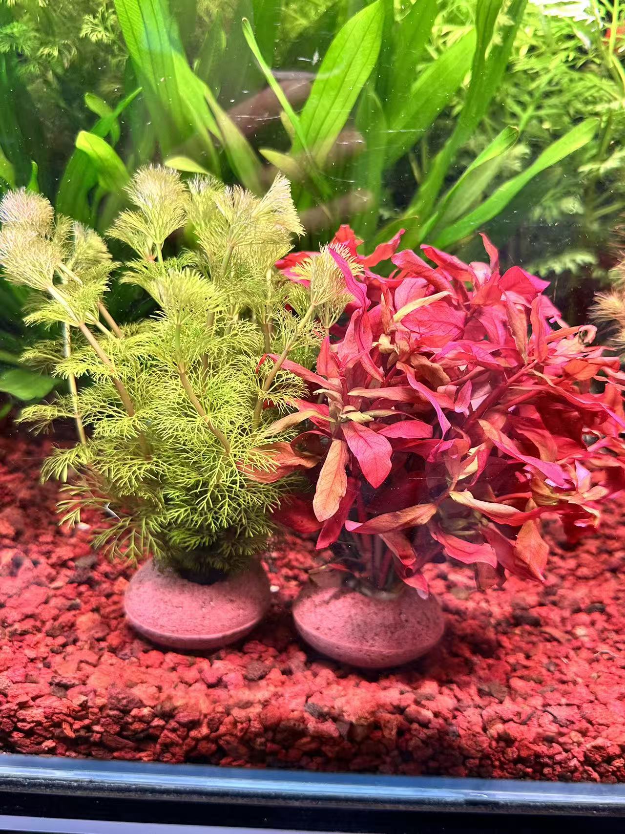 【小宝塔+红柳】真水草淡水鱼缸造景装饰增氧净化水质