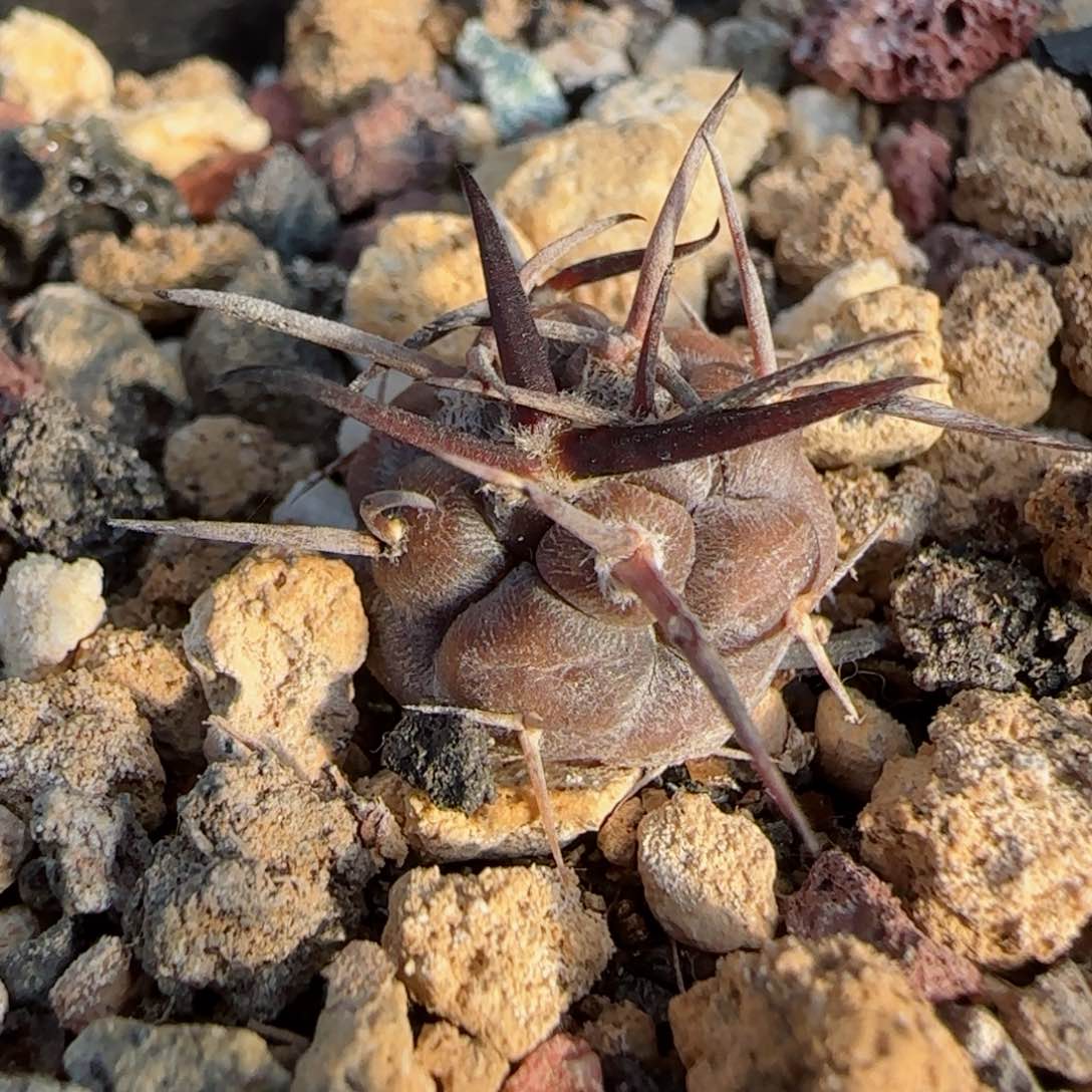 343实生守金摩天龙多肉