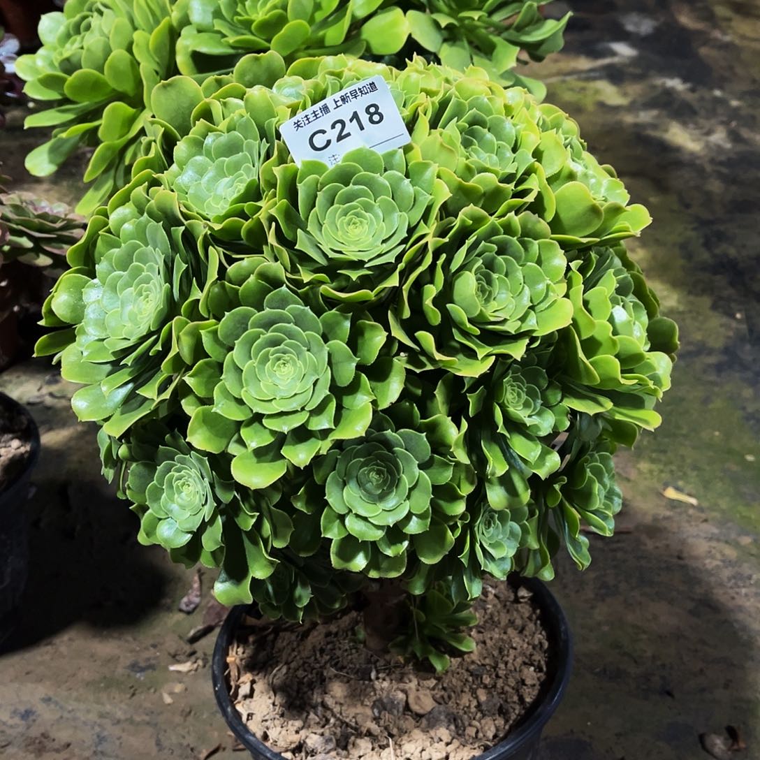 ?****师多肉植物218绿玫瑰