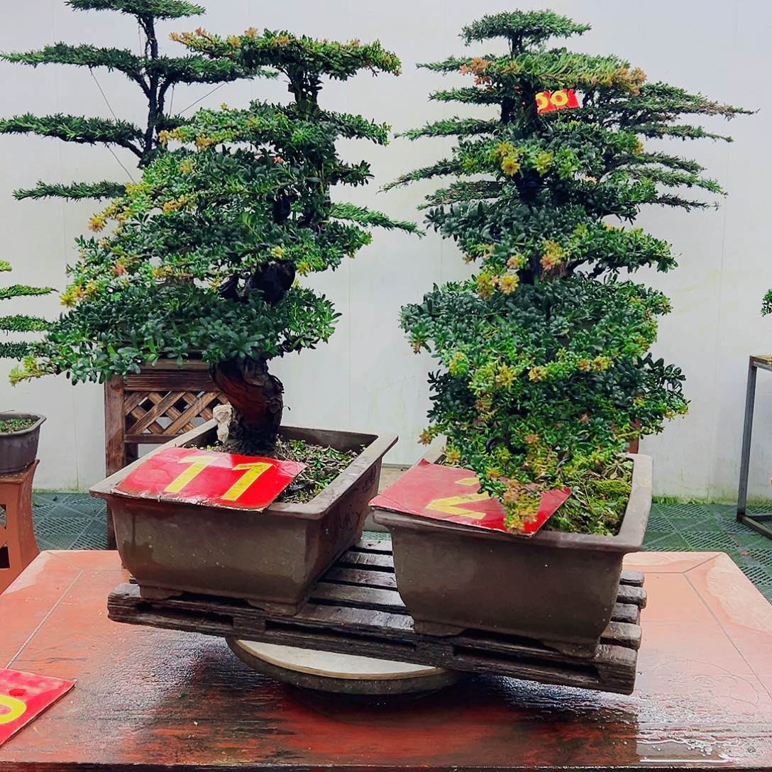 不开花植物罗汉松