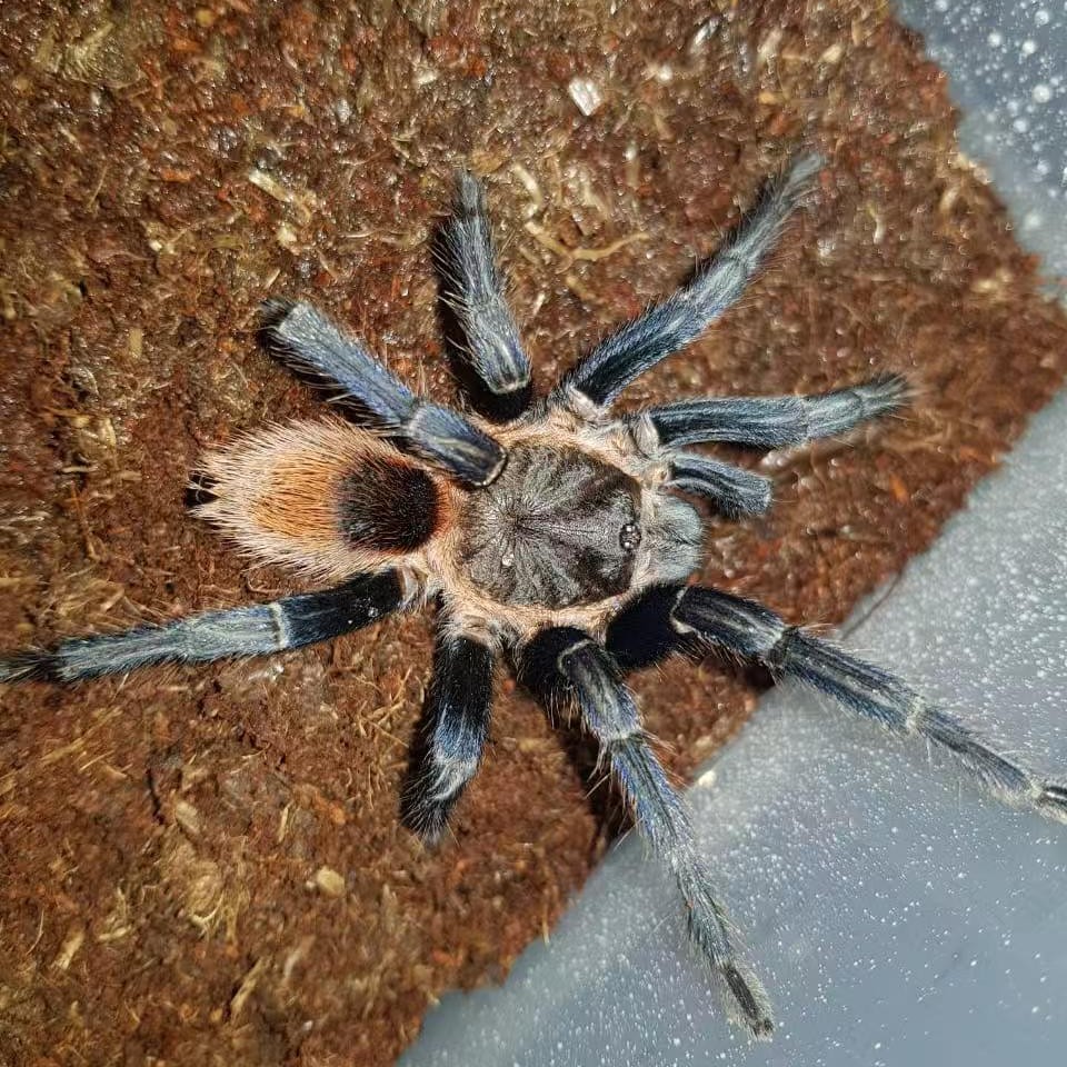 秘鲁蓝钻蜘蛛Theraphosinae sp blue