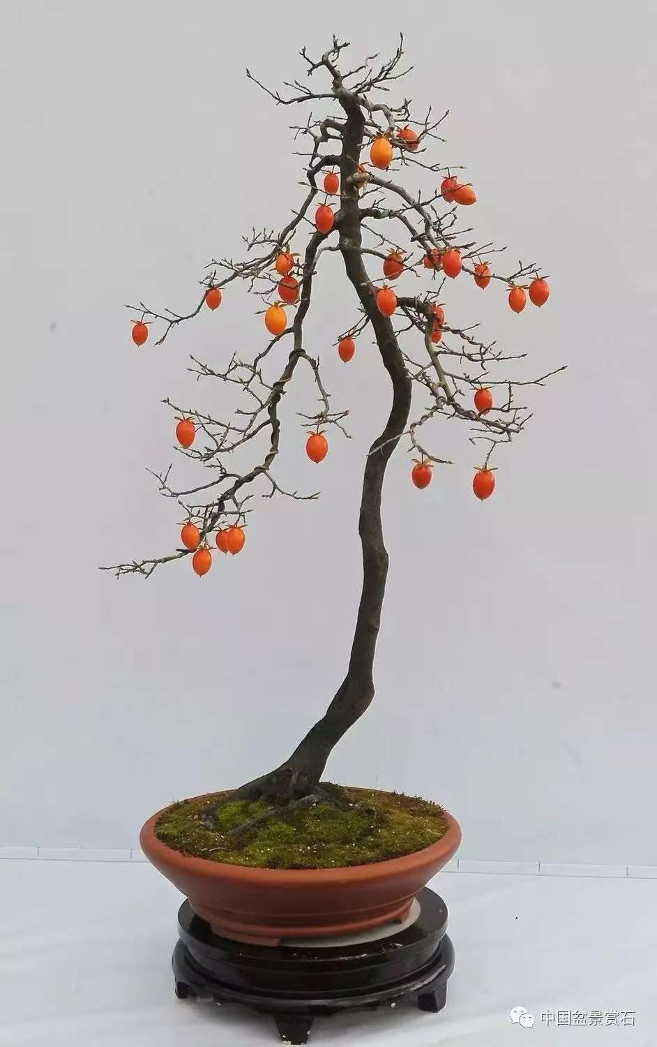 老鸦柿盆景素材直播间