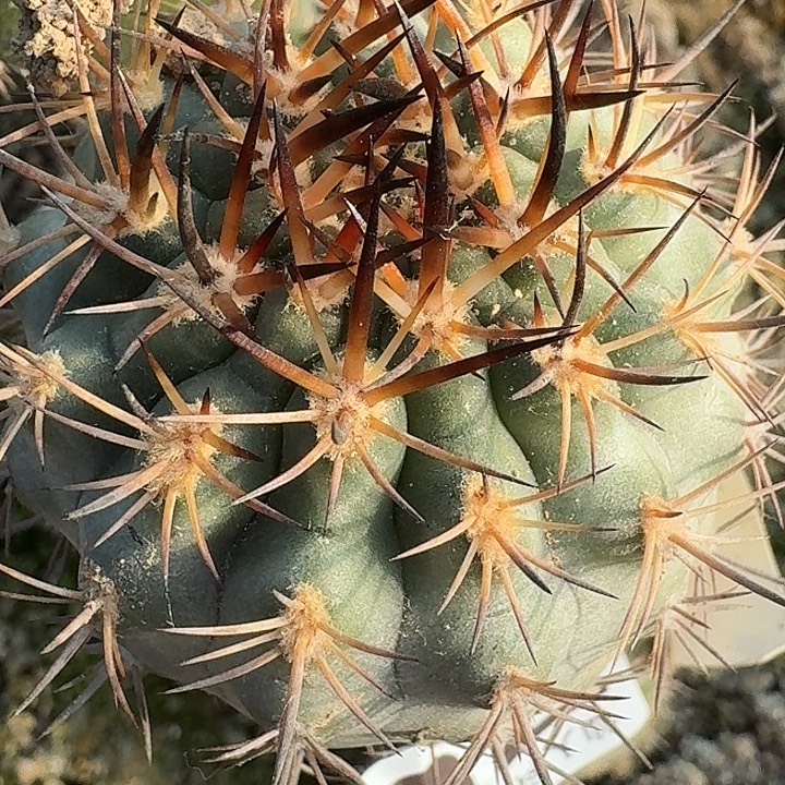 无花朵苗接黑刺逆豹761