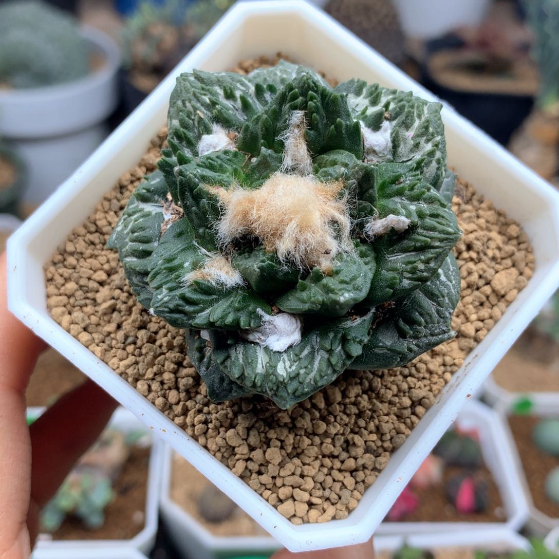 自根哥斯拉牡丹仙人球带盆