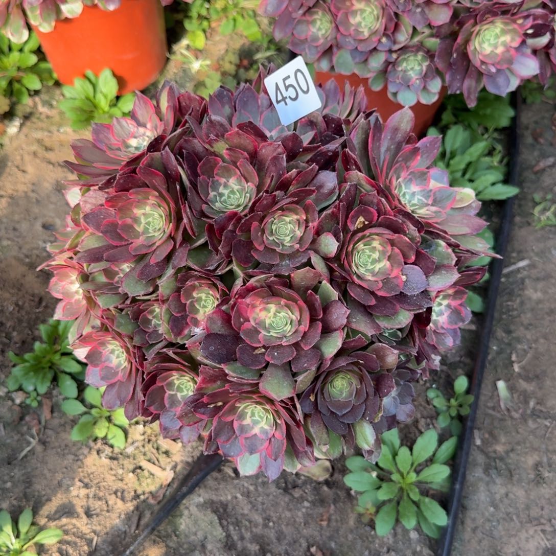 粉花妖法师多肉450号法师多肉