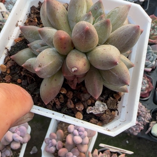 97重楼多肉植物多