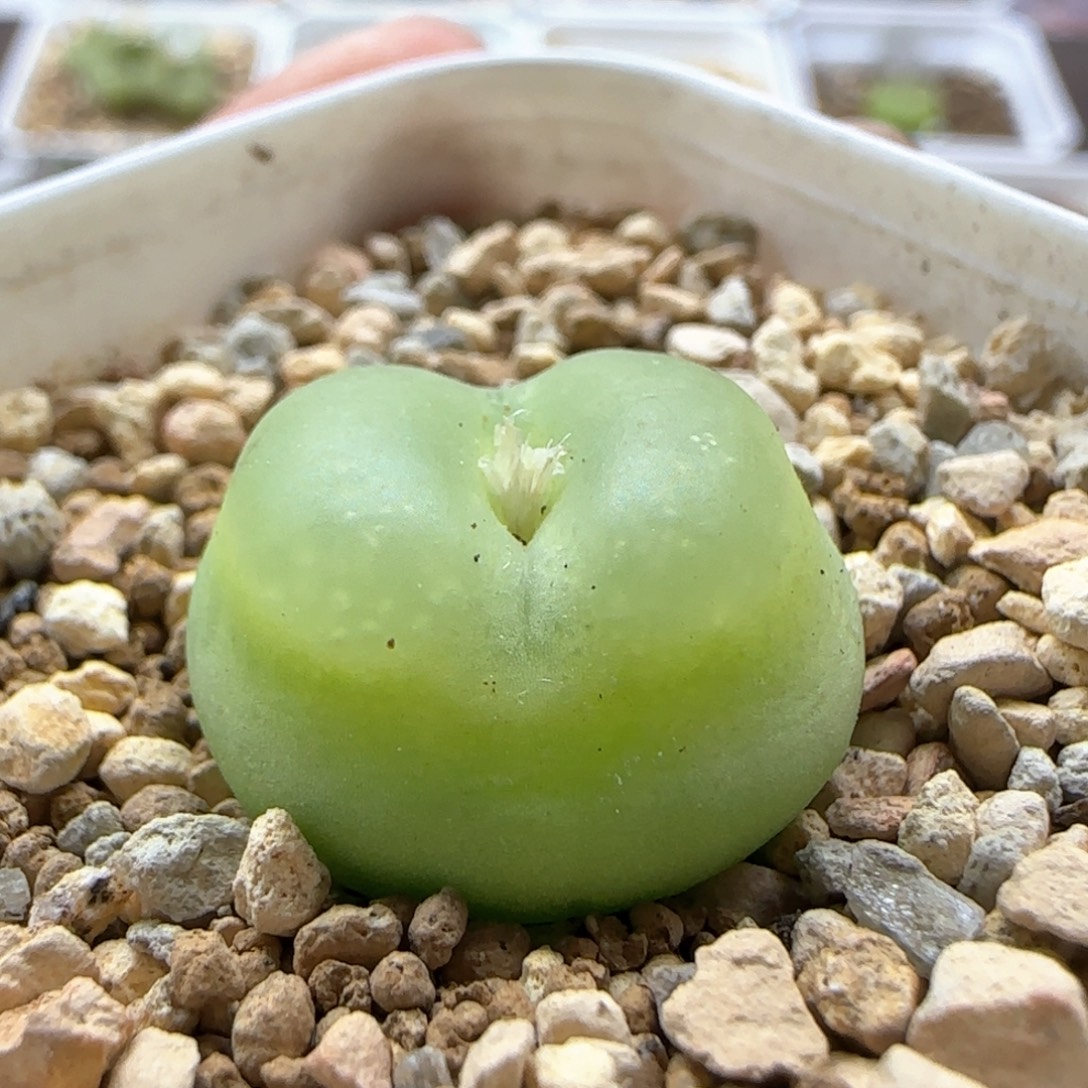 糖***T6195 大白多肉植物园