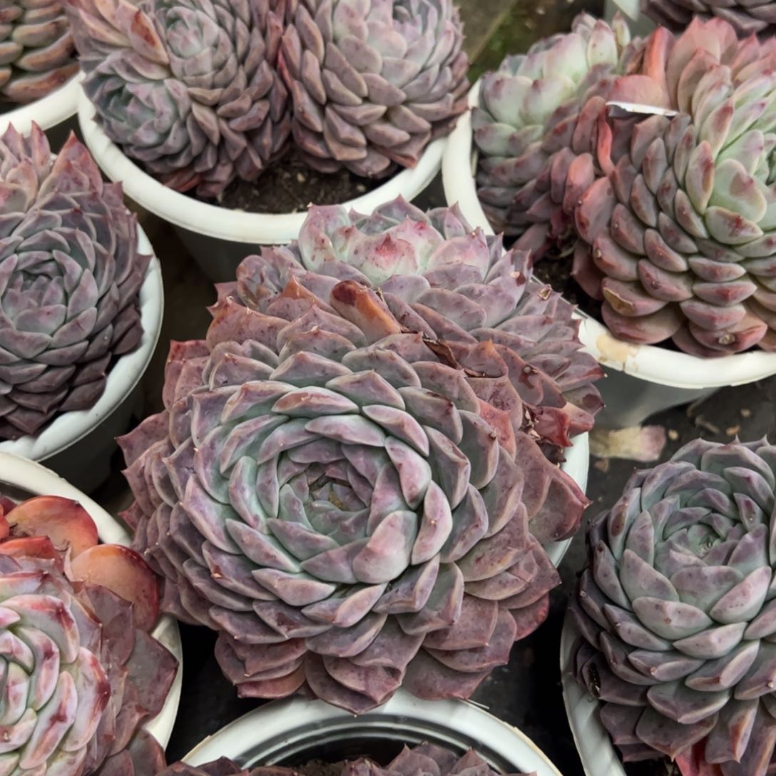 恩宠双头起发多肉