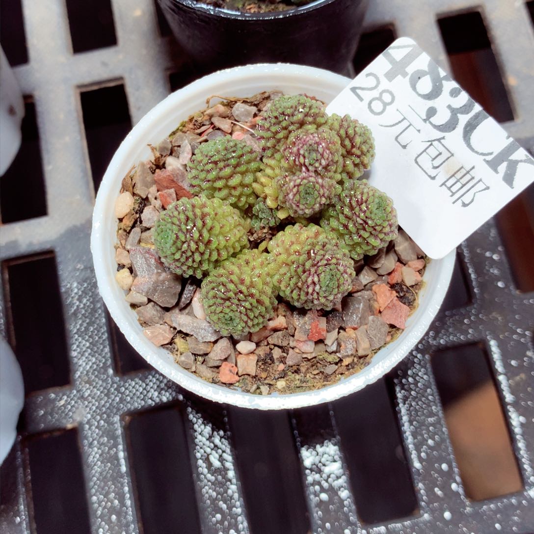 5厘米盆精控多肉483