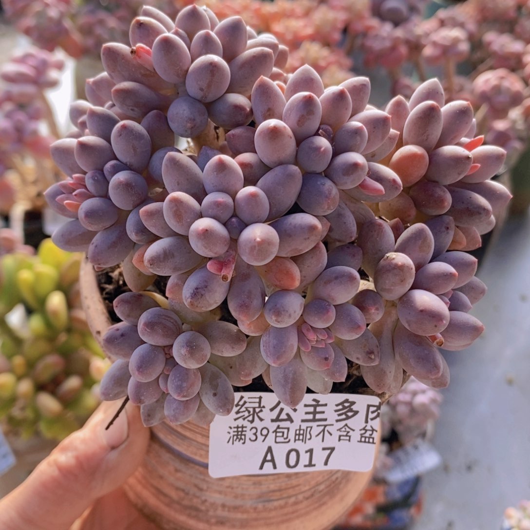 婴儿手指老桩11cm017多肉植物
