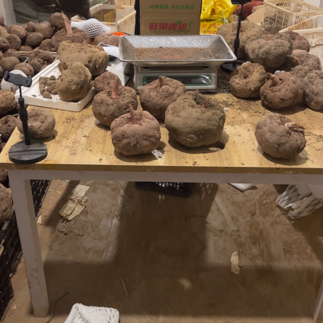 有***。中国大陆新鲜魔芋