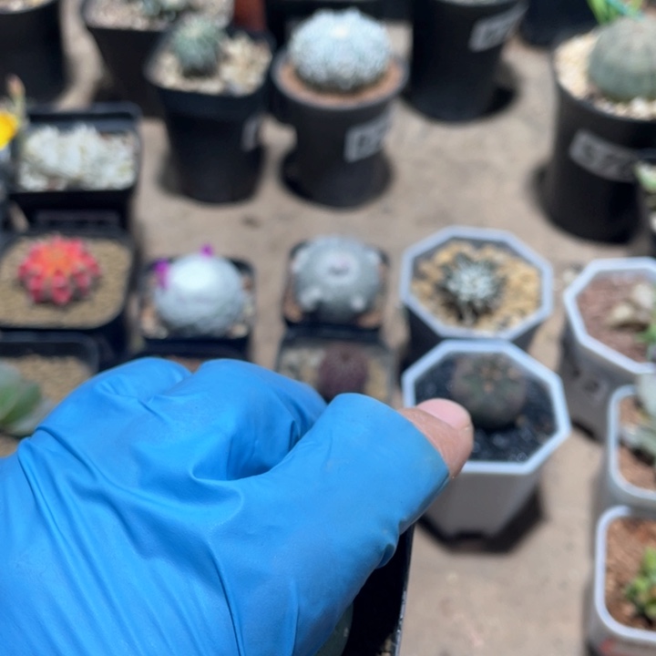 873实生海鲜仙人球