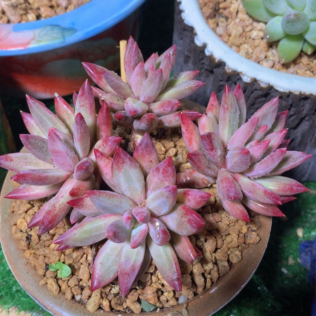 羽毛纹虞美人13 公分一物一拍