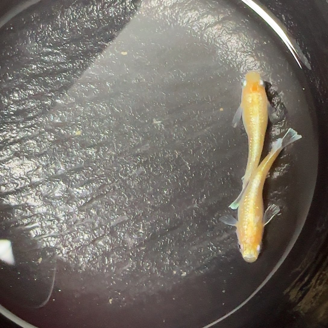 青鳉鱼金赤壁繁殖组04