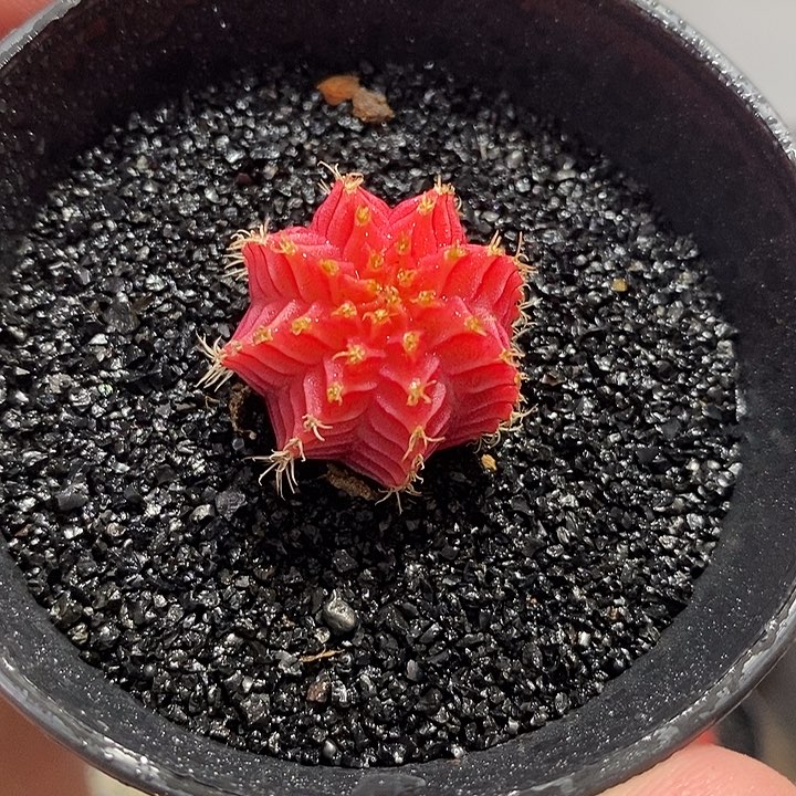 精品米哈—脱土发货19