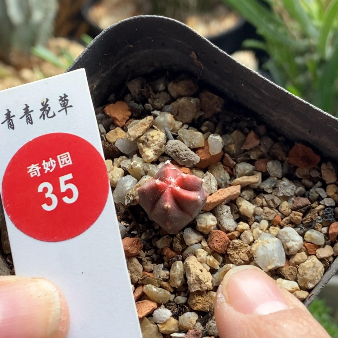 红心鸾凤玉一颗36875236仙人球