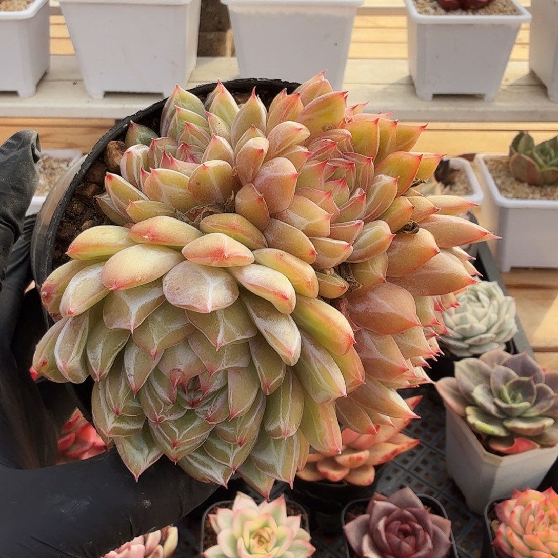 1226-60雪花珍妮群