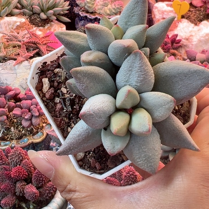 可以吗你说你不知道吗可以