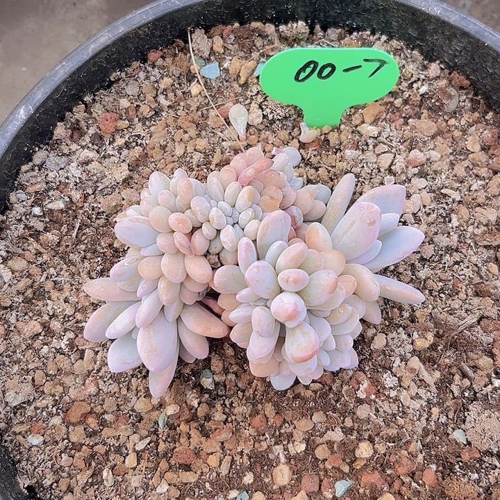一物一拍星影缀化