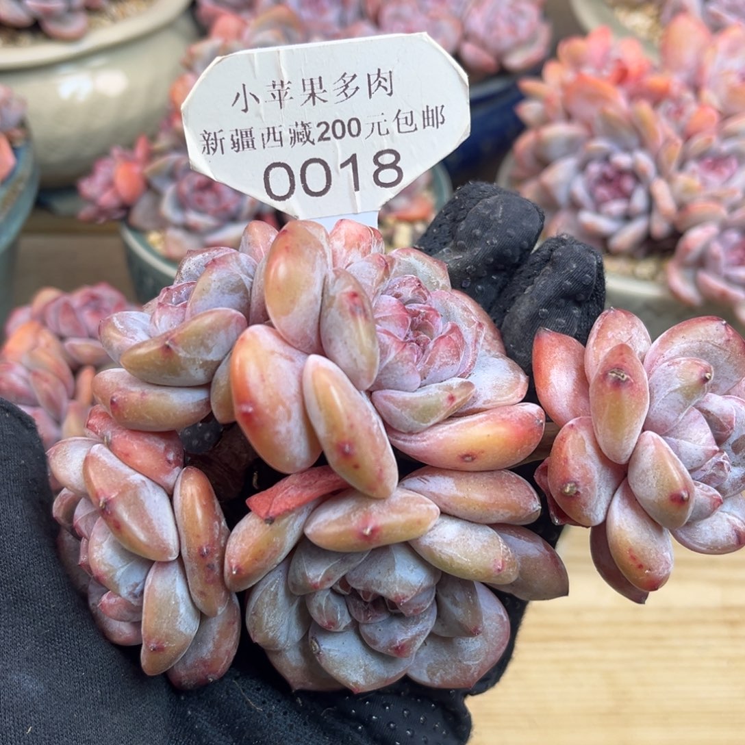 绿底紫心018/13cm5头