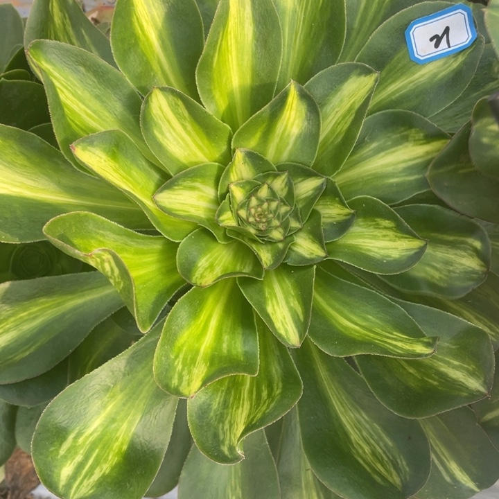 21二代宽燕子中班锦锦锦