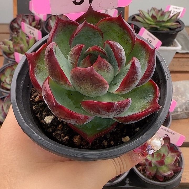 37 惊鸿仙子多肉植物