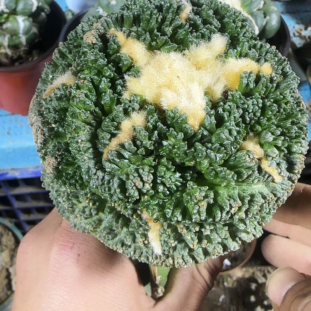 大尤龟甲889仙人球开花