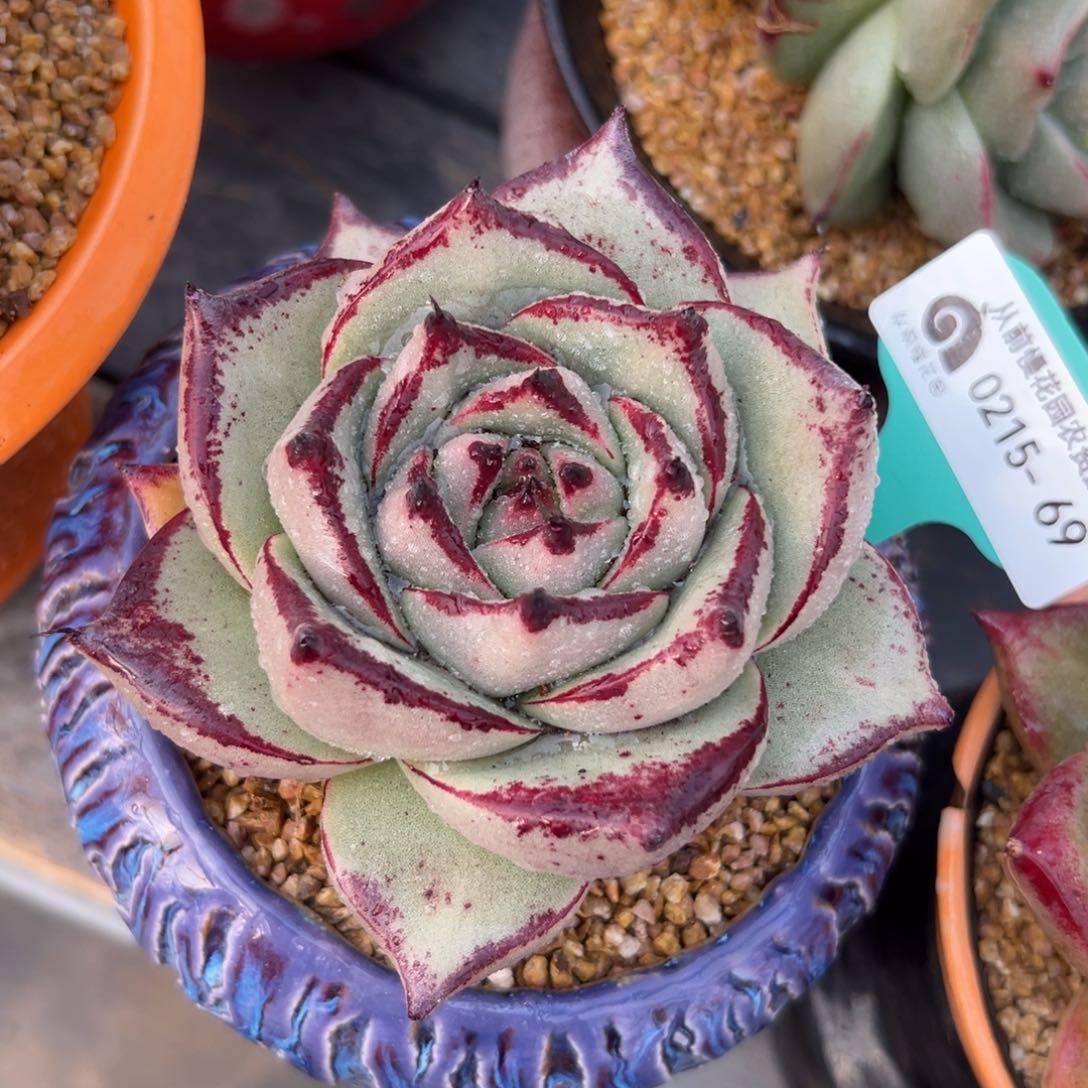 多肉一物一拍0215-69