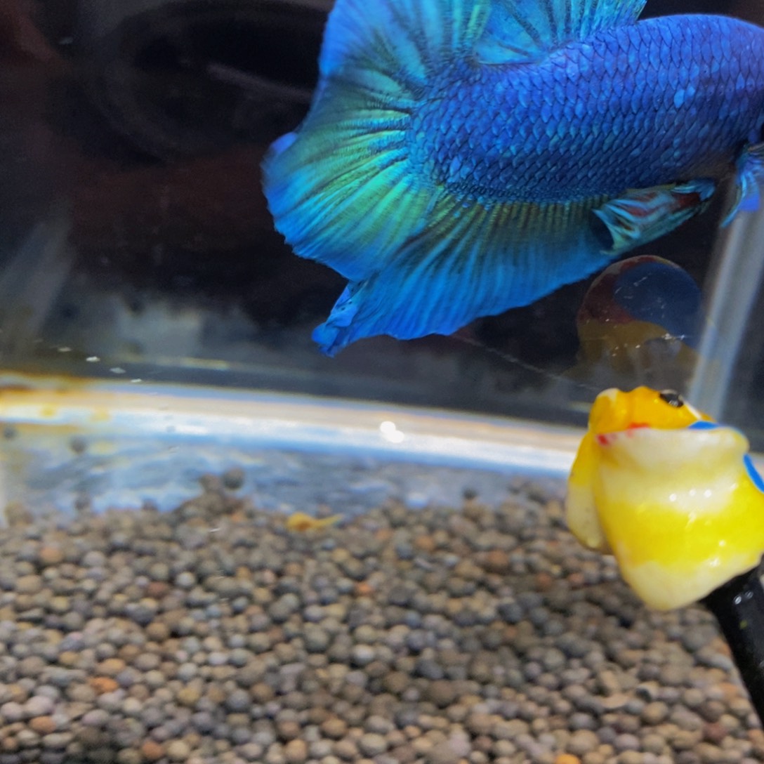 斗鱼316巨斗11111