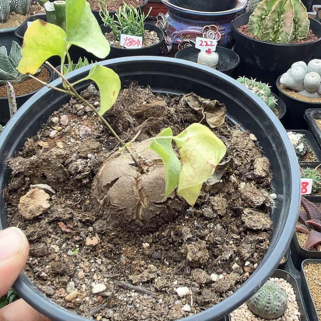 金****?粉丝专拍仙人球多肉剑龙