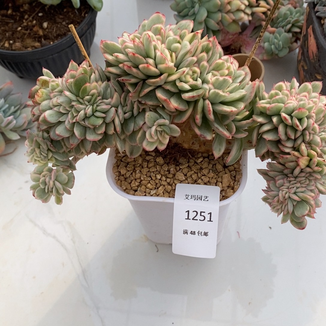 青宁锦缀化多肉多肉251