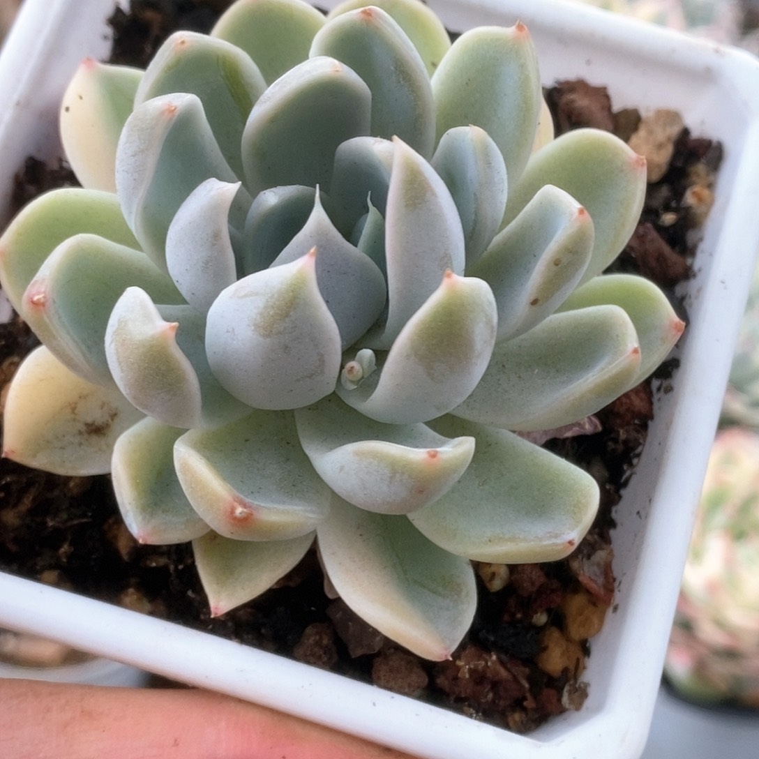 043玉兔锦锦锦锦锦锦