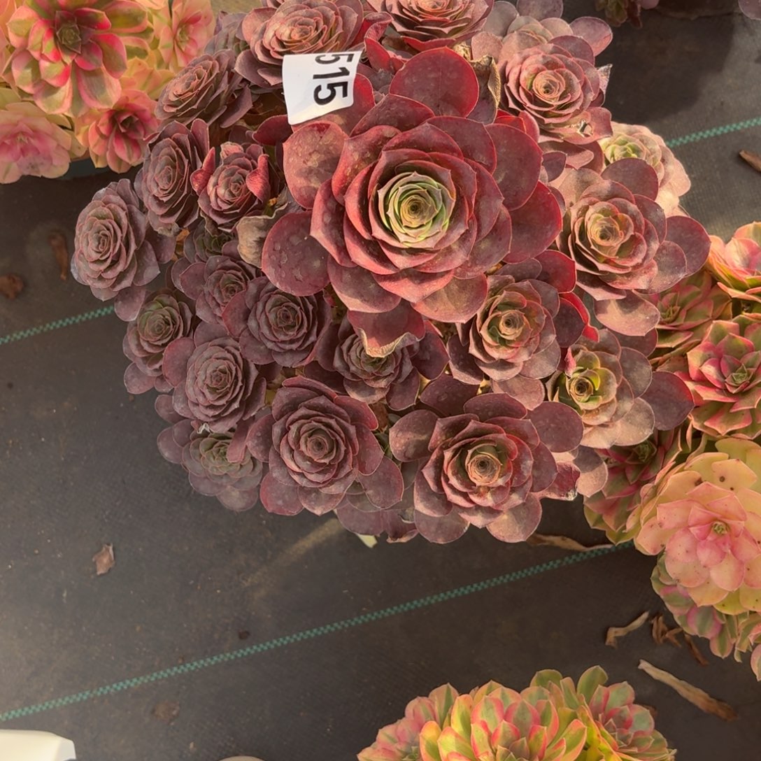 515魅金玫瑰多肉植物