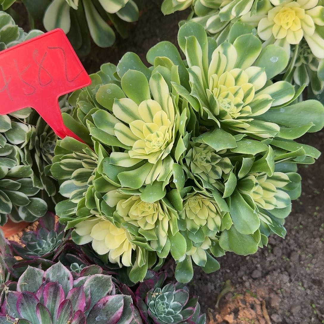 小***城4582辛尼亚多肉法师