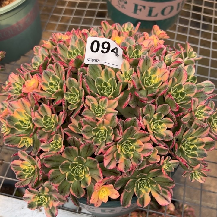 094甜茶20厘米嫩庄