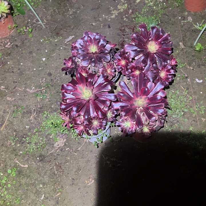 一单包邮不包侧枝4