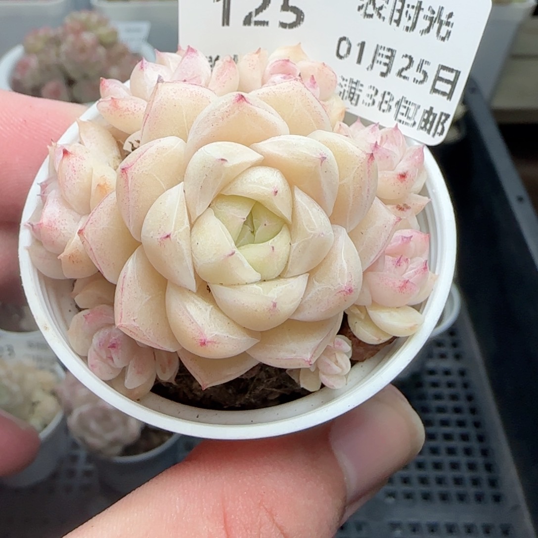 V**i0125-125麦秆麦秆