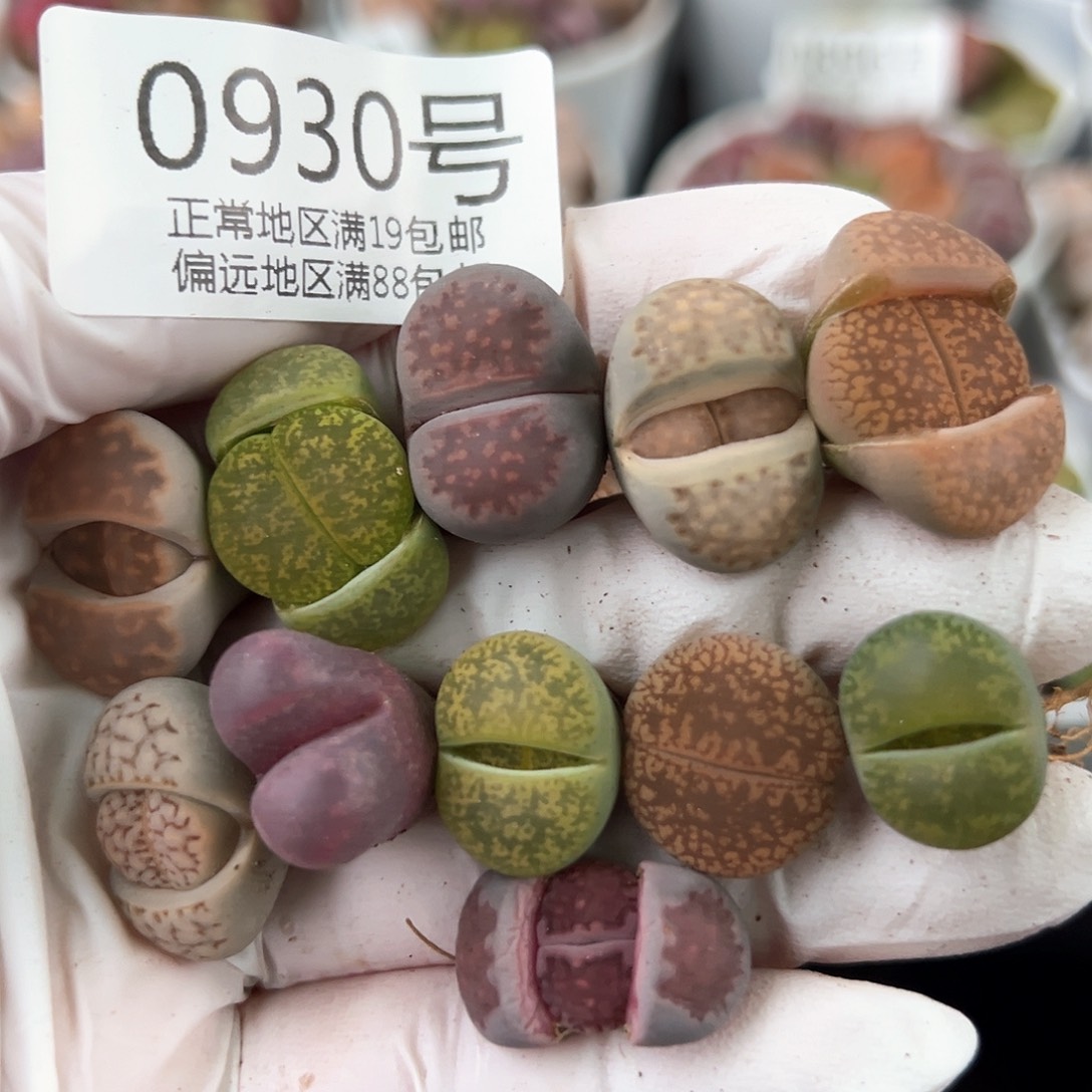 好养易活生石花大母本0930