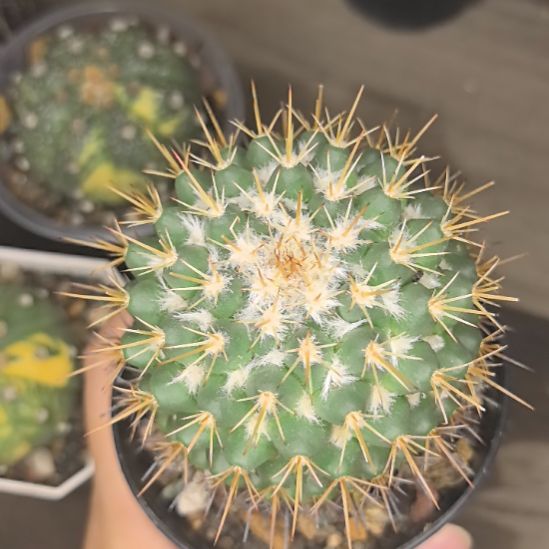 茶仙丸直径6.5高5。。。