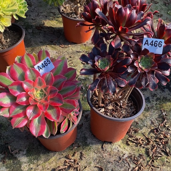 女巫欧嘉莉多肉465.466