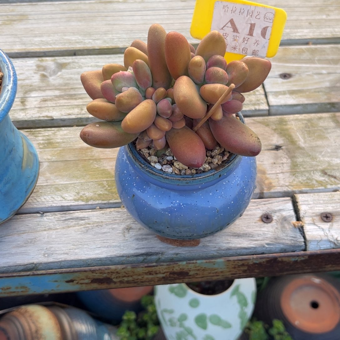 岁***࿐多肉植物11111芒果奶