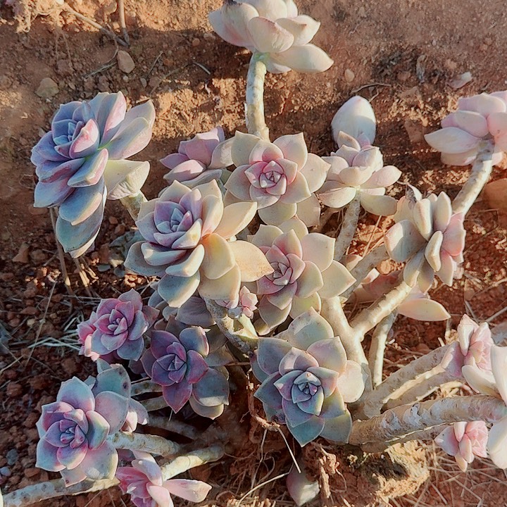 限***柔限量版的温柔得两颗紫乐