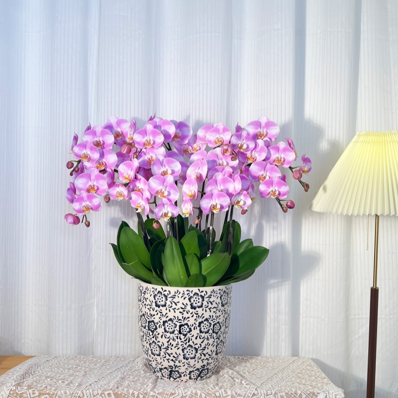 【明星】 蝴蝶兰组盆 青花瓷盆 10苗10剑 粉色大花 室内装饰花卉