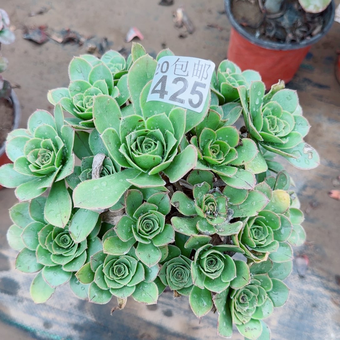 青苹果425满20包邮断枝不包